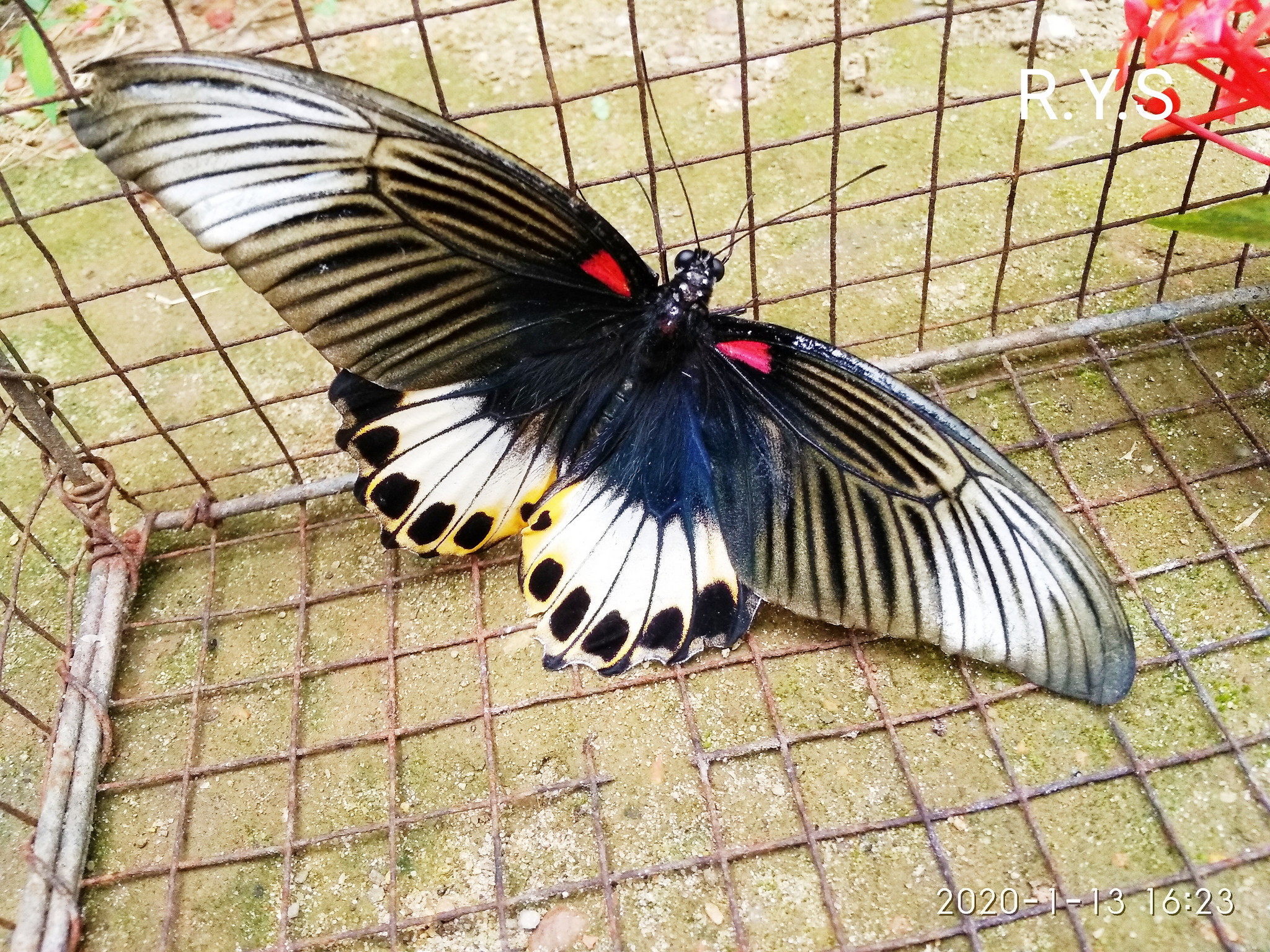 Kupu-kupu Terkurung Dengan Sayap Indah
